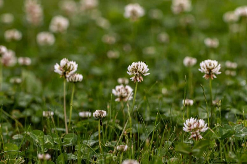 Living Mulch: The Essential Spring Garden Layer for Health & Productivity