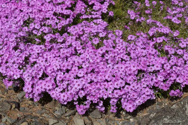 Living Mulch: The Essential Spring Garden Layer for Health & Productivity