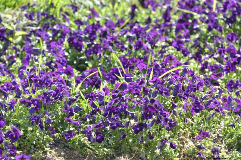 Living Mulch: The Essential Spring Garden Layer for Health & Productivity