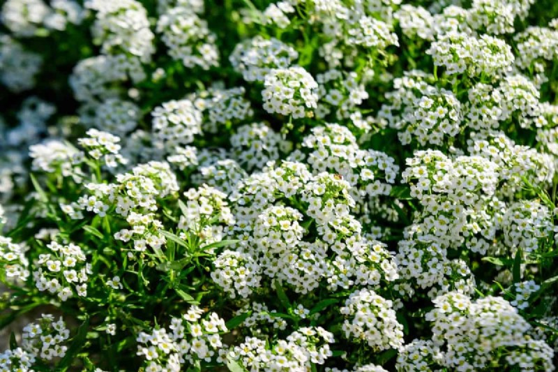 Living Mulch: The Essential Spring Garden Layer for Health & Productivity