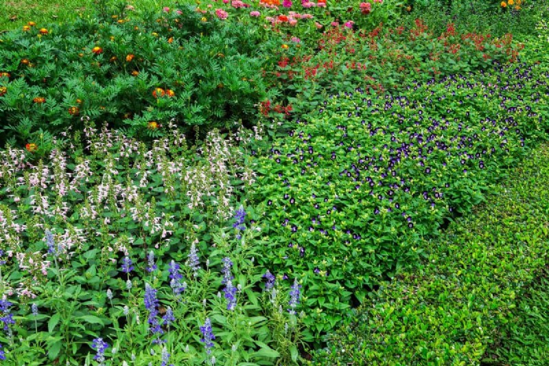 Living Mulch: The Essential Spring Garden Layer for Health & Productivity