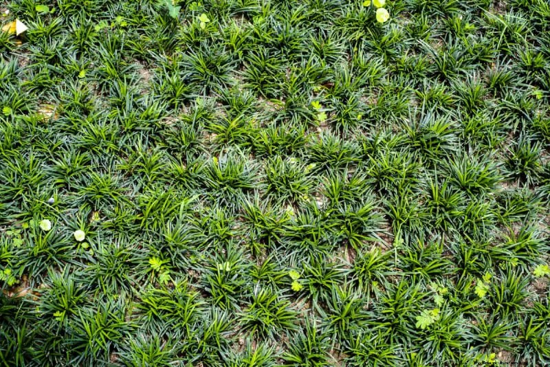 Living Mulch: The Essential Spring Garden Layer for Health & Productivity