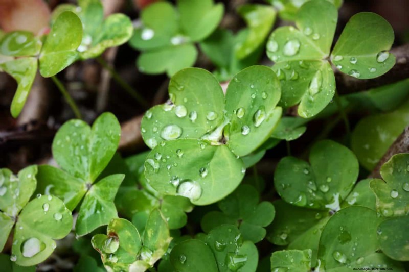 Living Mulch: The Essential Spring Garden Layer for Health & Productivity
