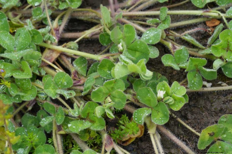 Living Mulch: The Essential Spring Garden Layer for Health & Productivity