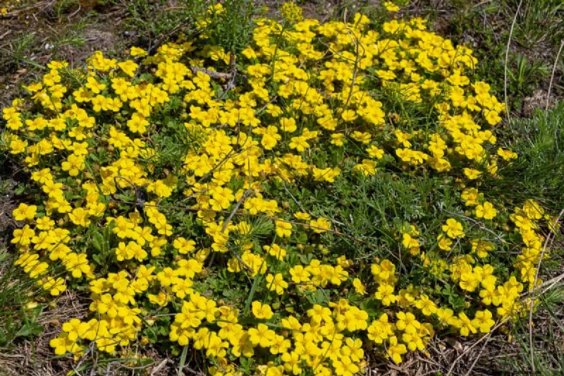 Living Mulch: The Essential Spring Garden Layer for Health & Productivity
