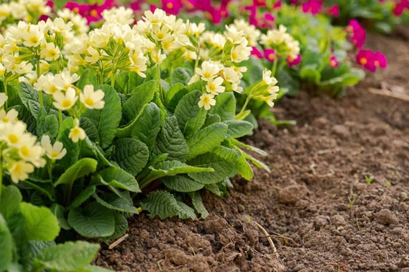 Living Mulch: The Essential Spring Garden Layer for Health & Productivity
