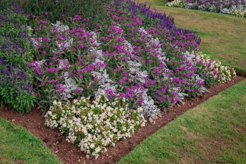 Living Mulch: The Essential Spring Garden Layer for Health & Productivity