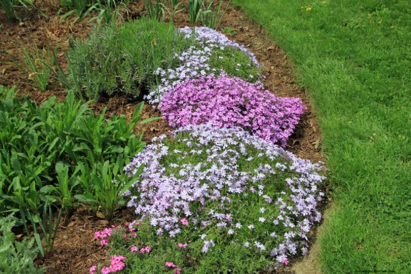 Living Mulch: The Essential Spring Garden Layer for Health & Productivity