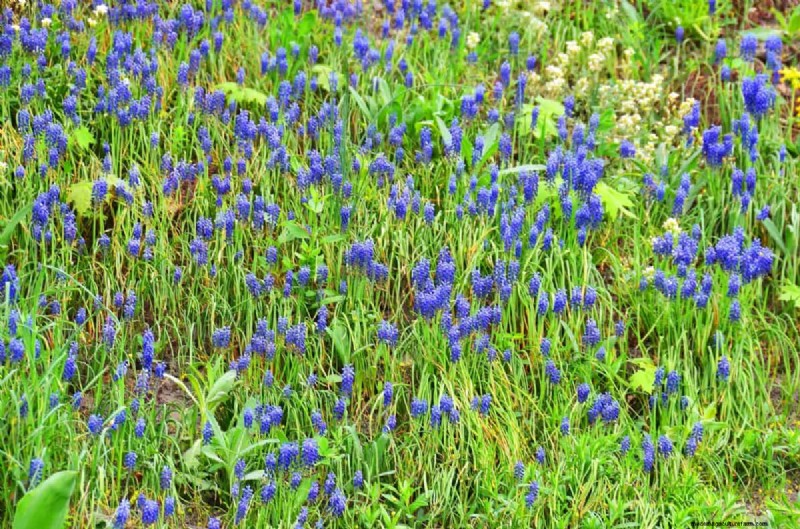 Living Mulch: The Essential Spring Garden Layer for Health & Productivity