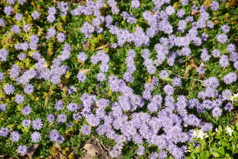 Living Mulch: The Essential Spring Garden Layer for Health & Productivity