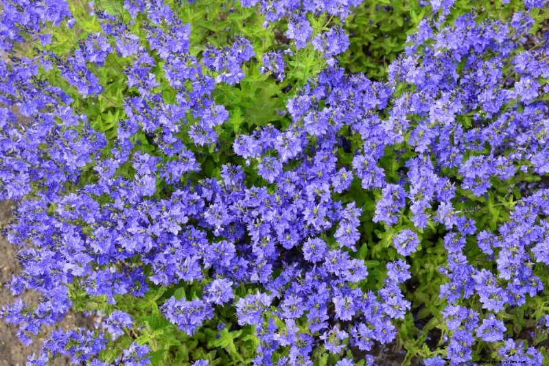 Living Mulch: The Essential Spring Garden Layer for Health & Productivity