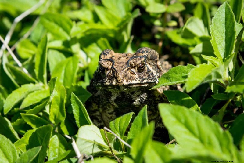 Living Mulch: The Essential Spring Garden Layer for Health & Productivity