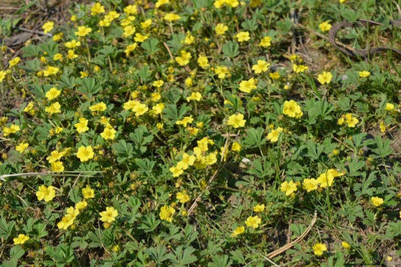 Living Mulch: The Essential Spring Garden Layer for Health & Productivity