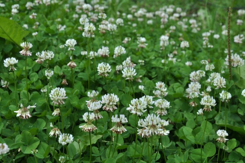 Living Mulch: The Essential Spring Garden Layer for Health & Productivity