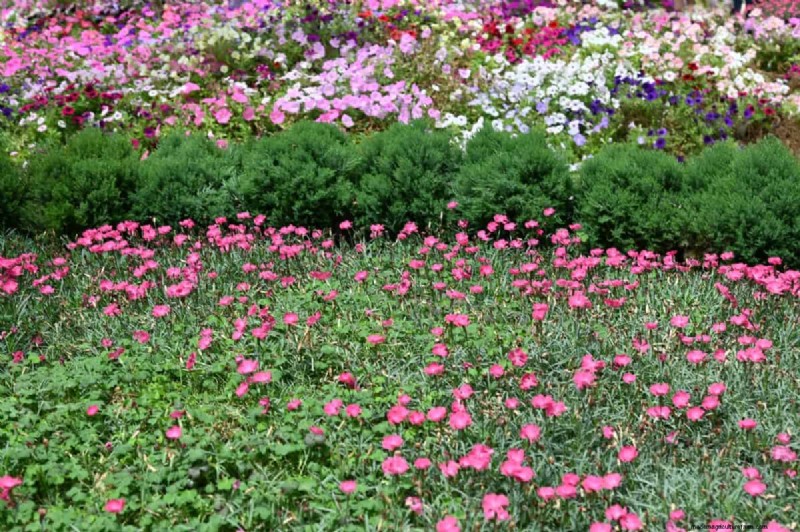 Living Mulch: The Essential Spring Garden Layer for Health & Productivity