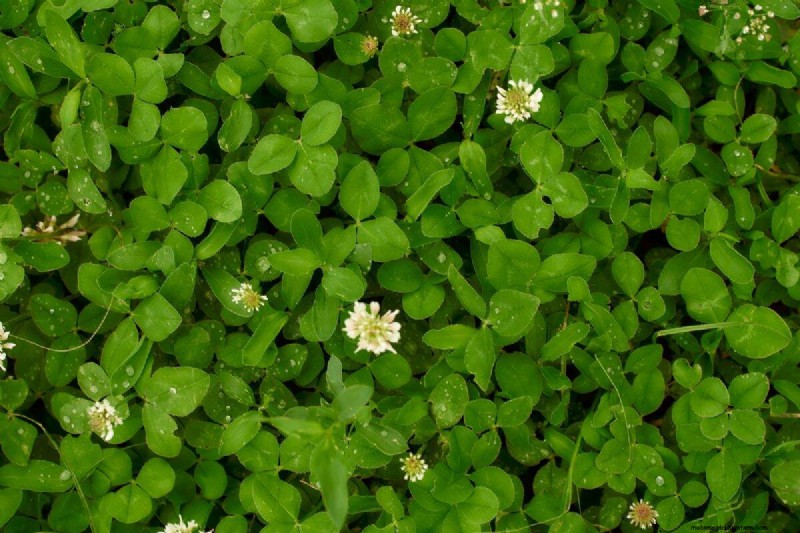 Living Mulch: The Essential Spring Garden Layer for Health & Productivity
