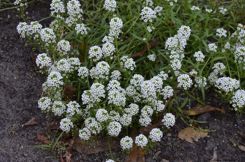 Living Mulch: The Essential Spring Garden Layer for Health & Productivity