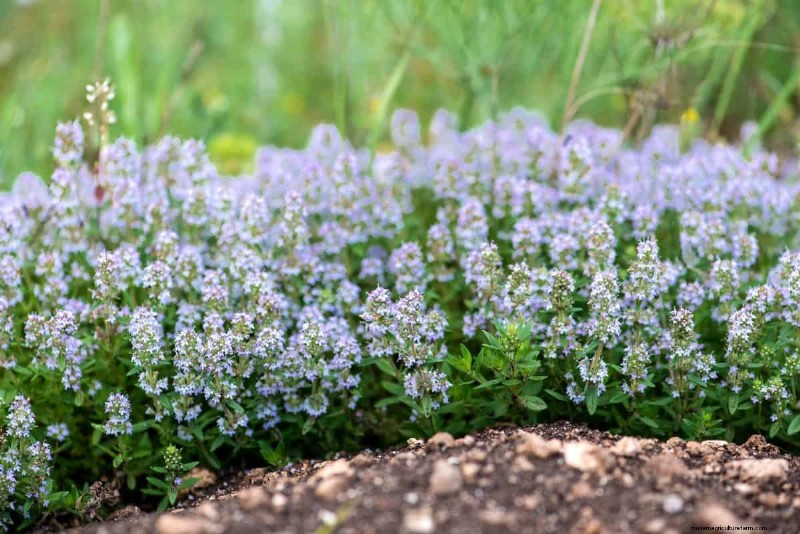 Living Mulch: The Essential Spring Garden Layer for Health & Productivity