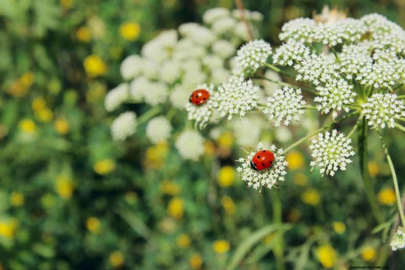 Living Mulch: The Essential Spring Garden Layer for Health & Productivity
