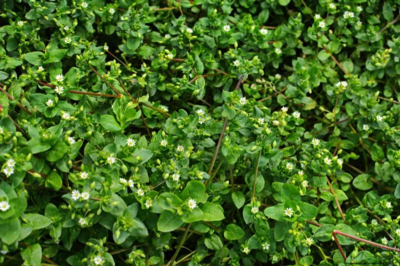 Living Mulch: The Essential Spring Garden Layer for Health & Productivity