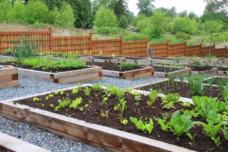 Hidden Root Problems in Raised Beds: Preventative Guide