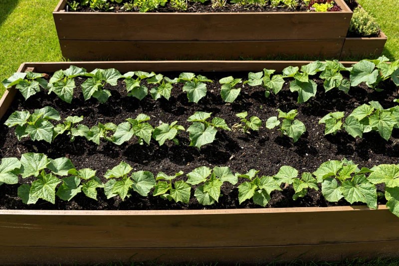 Hidden Root Problems in Raised Beds: Preventative Guide