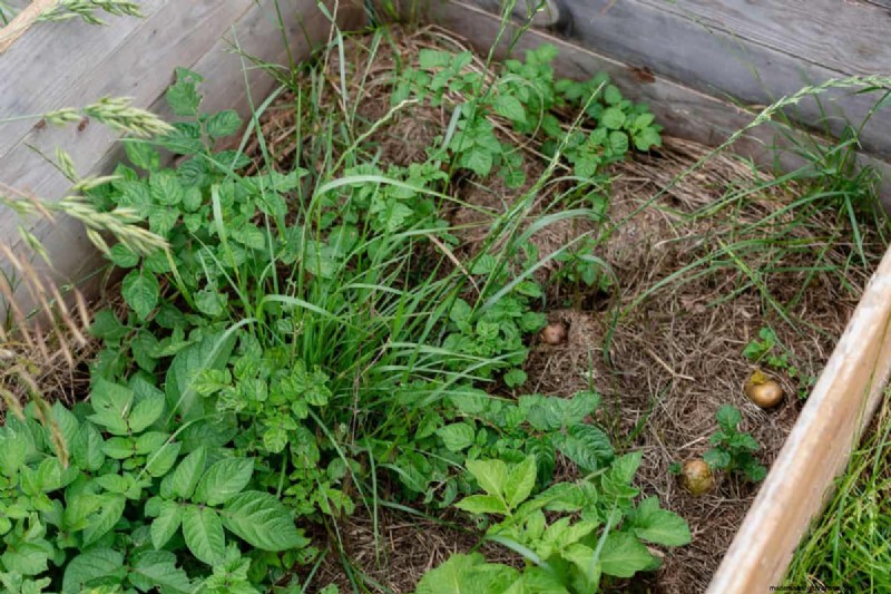 Hidden Root Problems in Raised Beds: Preventative Guide
