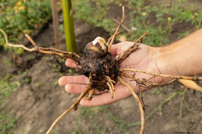Hidden Root Problems in Raised Beds: Preventative Guide