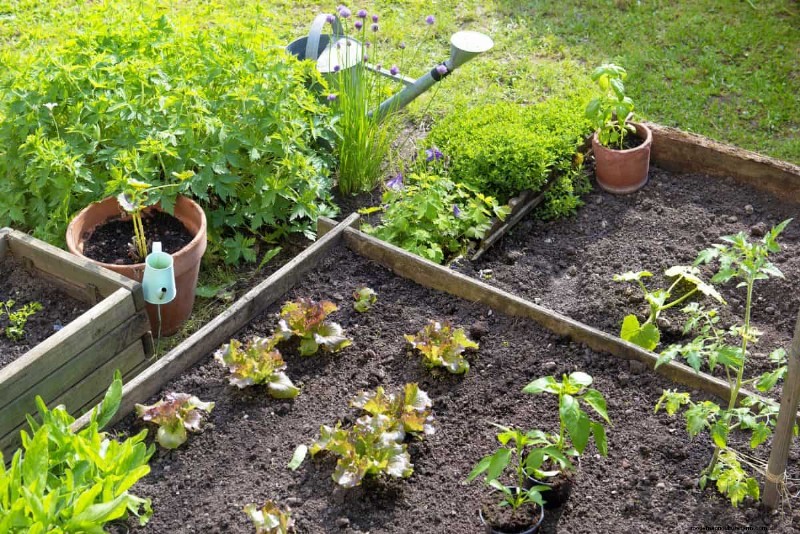 Hidden Root Problems in Raised Beds: Preventative Guide