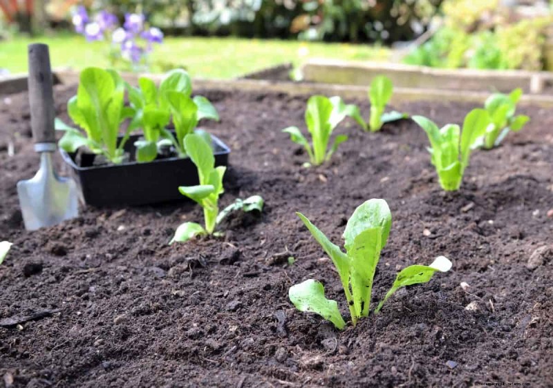 Hidden Root Problems in Raised Beds: Preventative Guide