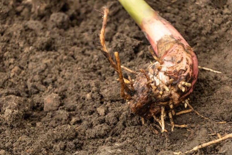 Hidden Root Problems in Raised Beds: Preventative Guide