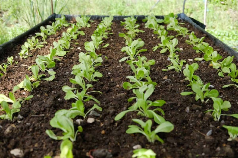 Hidden Root Problems in Raised Beds: Preventative Guide
