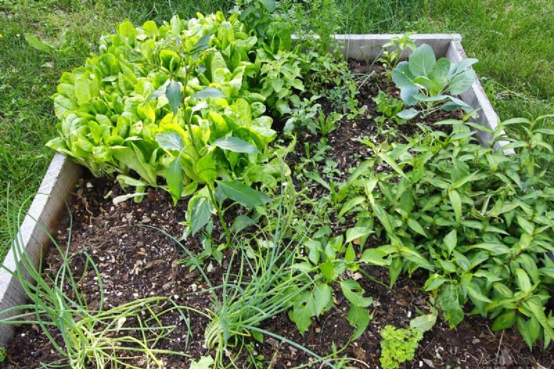 Hidden Root Problems in Raised Beds: Preventative Guide