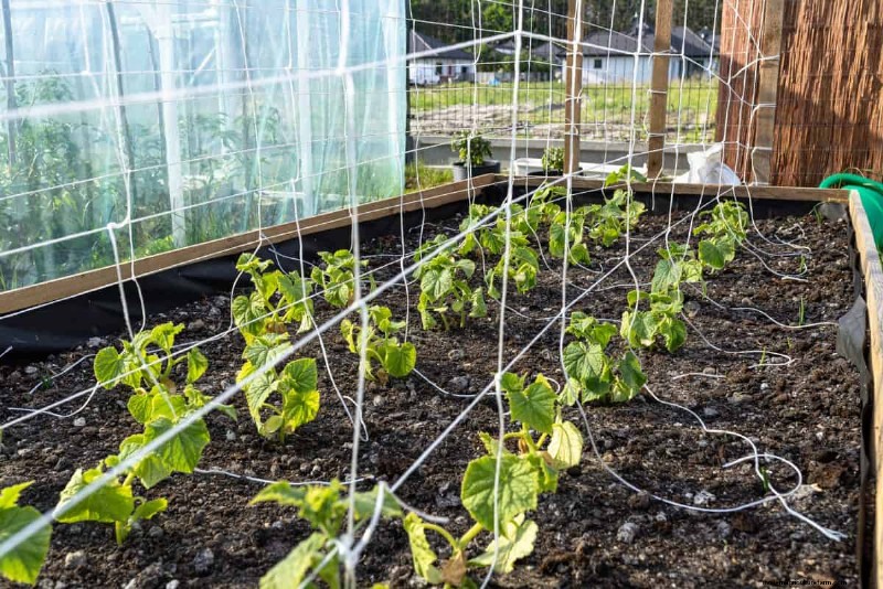 Hidden Root Problems in Raised Beds: Preventative Guide