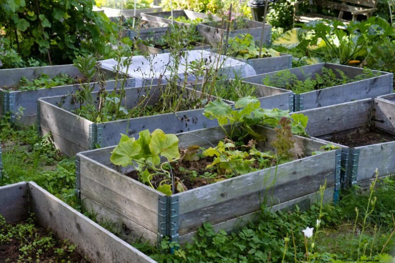 Hidden Root Problems in Raised Beds: Preventative Guide