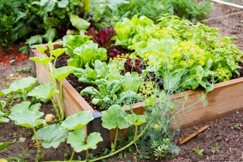 Hidden Root Problems in Raised Beds: Preventative Guide