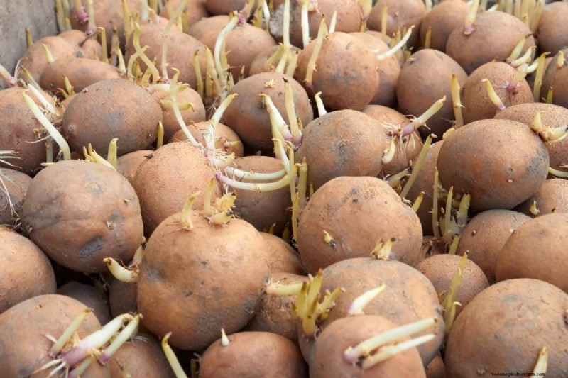 Hidden Root Problems in Raised Beds: Preventative Guide