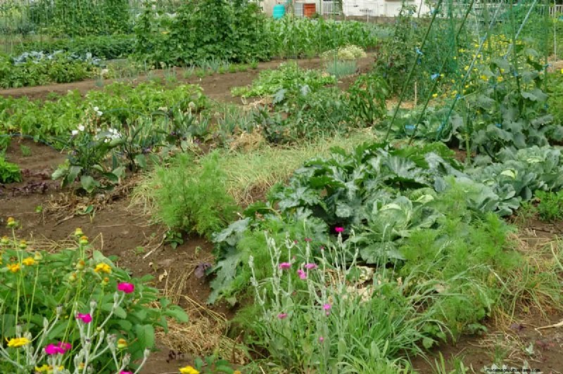 Hidden Root Problems in Raised Beds: Preventative Guide