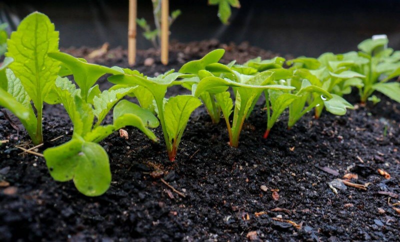 Hidden Root Problems in Raised Beds: Preventative Guide