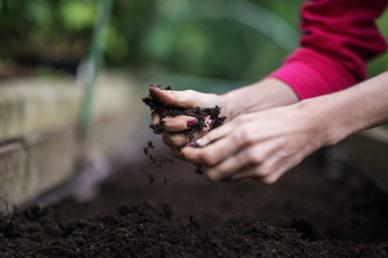 Hidden Root Problems in Raised Beds: Preventative Guide