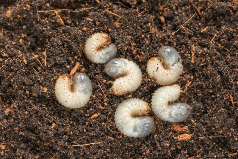 Hidden Root Problems in Raised Beds: Preventative Guide