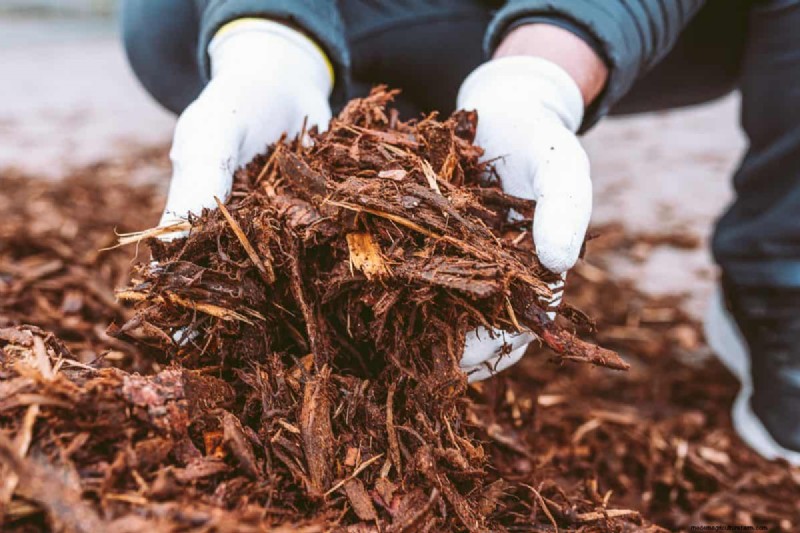 Hidden Root Problems in Raised Beds: Preventative Guide