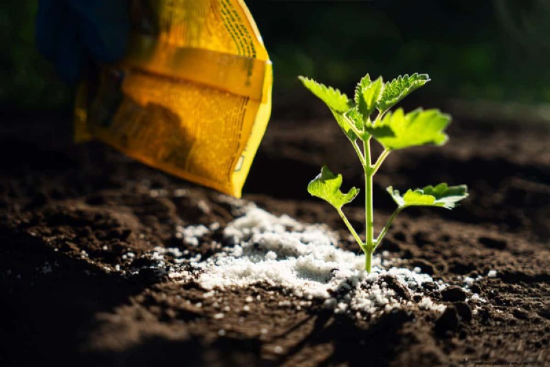 Hidden Root Problems in Raised Beds: Preventative Guide