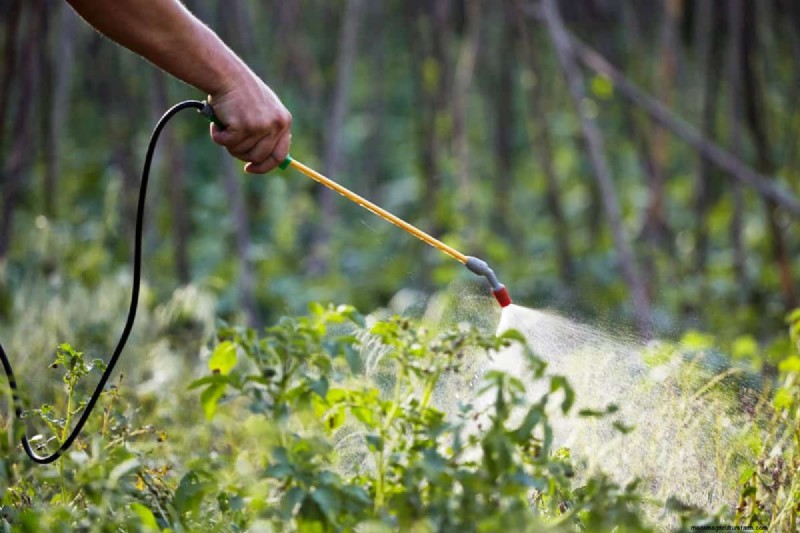 Hidden Root Problems in Raised Beds: Preventative Guide