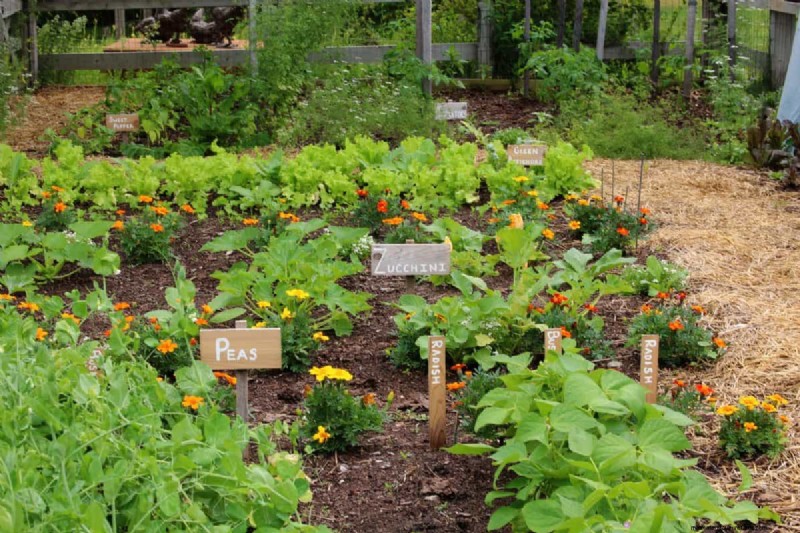 Hidden Root Problems in Raised Beds: Preventative Guide