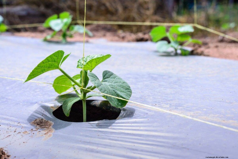 Hidden Root Problems in Raised Beds: Preventative Guide
