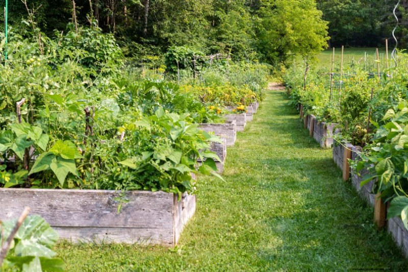 Hidden Root Problems in Raised Beds: Preventative Guide