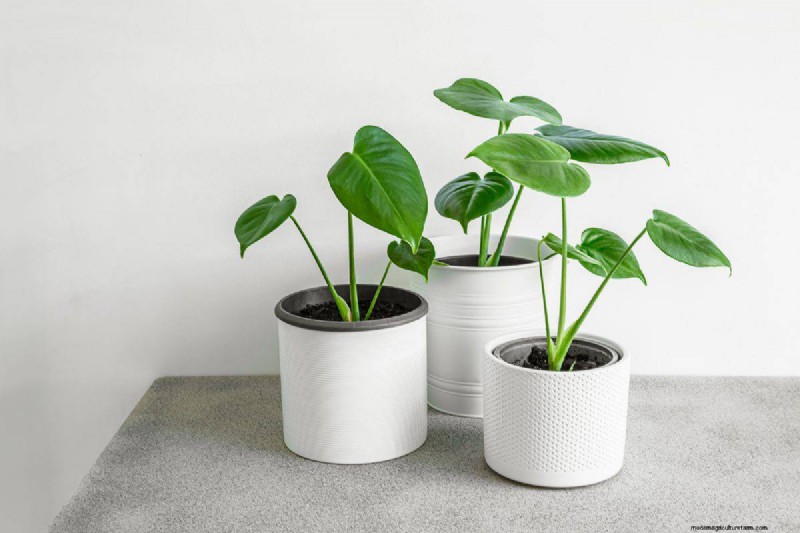 Why Are My Moisture-Loving Plants Losing Color? 25 Hidden Causes