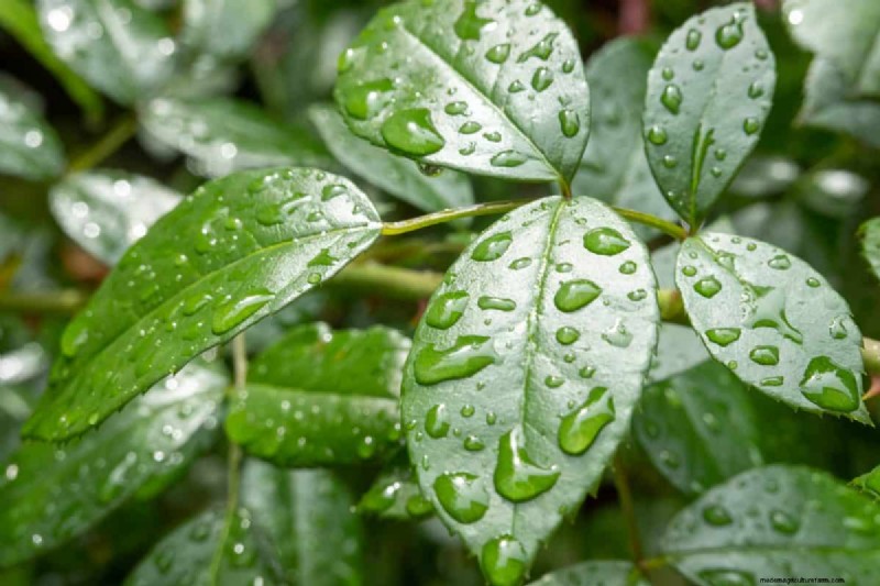 Why Are My Moisture-Loving Plants Losing Color? 25 Hidden Causes