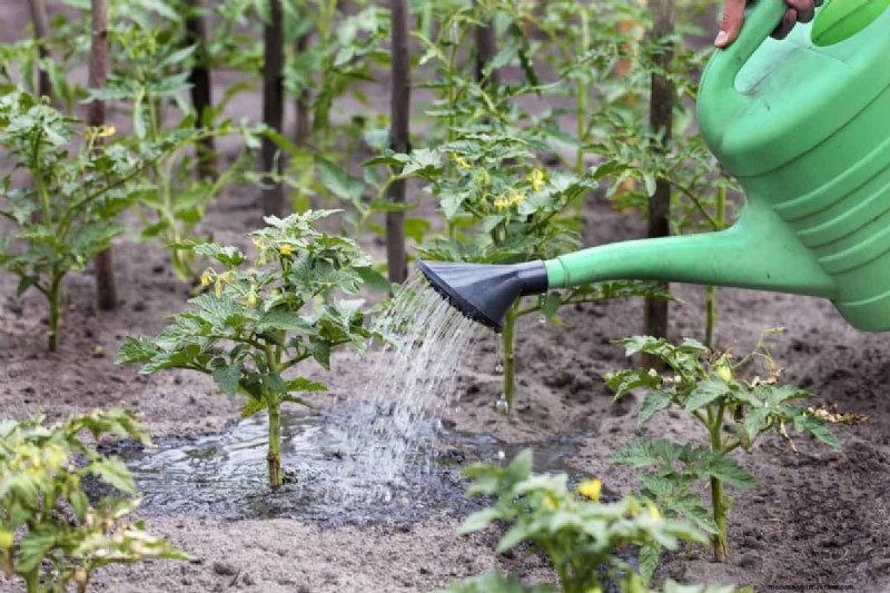 Why Are My Moisture-Loving Plants Losing Color? 25 Hidden Causes
